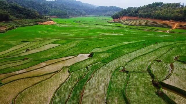 Drone aerial view skimming close to ground of lush green terraced rice fields in Pu Luong, Vietnam, scenic rural agriculture landscape.