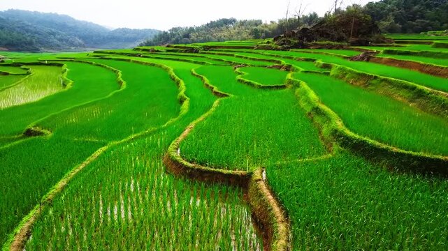 Drone aerial view skimming close to ground of lush green terraced rice fields in Pu Luong, Vietnam, scenic rural agriculture landscape.