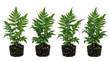 Fototapeta premium Four Identical Green Fern Plants with Soil Bases Isolated on a Crisp White Background