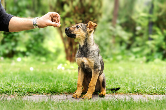 Owner feeding a cute mixed-breed puppy in the park. Dog training concept.
