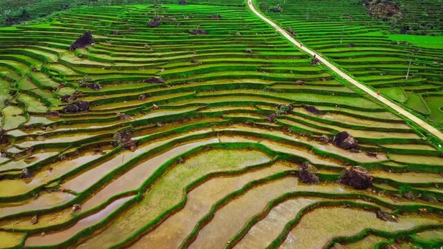 Drone aerial view skimming close to ground of lush green terraced rice fields in Pu Luong, Vietnam, scenic rural agriculture landscape.