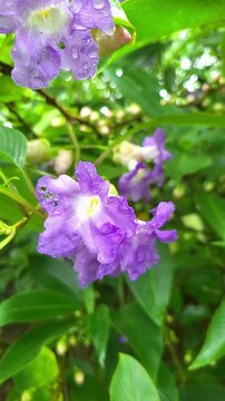 Strobilanthes Callosa or Karvi in slow motion in Western Ghats of India, Maharashtra