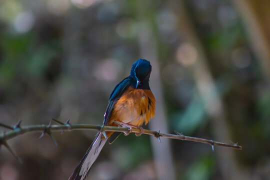Male White-rumped Shama perched on a thorny branch, preening its chest feathers.