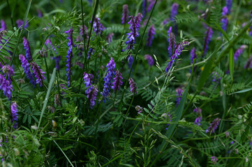 Obraz premium Hairy vetch, or Vicia villosa wildflowers, at springtime