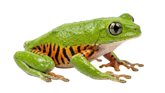 Green waxy monkey leaf frog with yellow striped sides isolated on transparent background macro photography of phyllomedusa sauvagii nocturnal amphibian native to south american forest