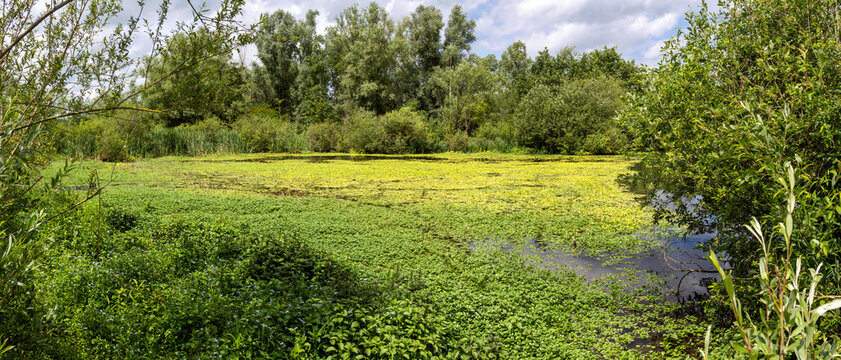 Molenplas protected area near Stevensweert, part of the Maas valley river park on the Netherlands Belgium border, designed for water storage and nature restoration