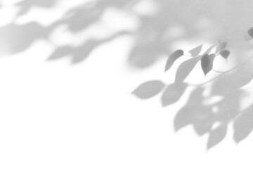 Obraz premium shadow overlay effect of natural tree leaves shadow over on white wall,abstract summer sunlight shadow on transparent background,branch shadow,flora shadow,leaf shadow