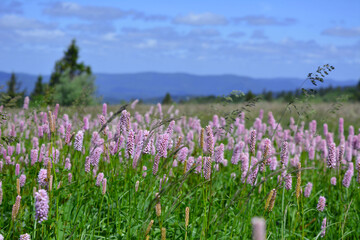 Obraz premium A Scenic Meadow Filled With Beautiful Pink Bistorta Officinalis Flowers Under A Bright Blue Sky