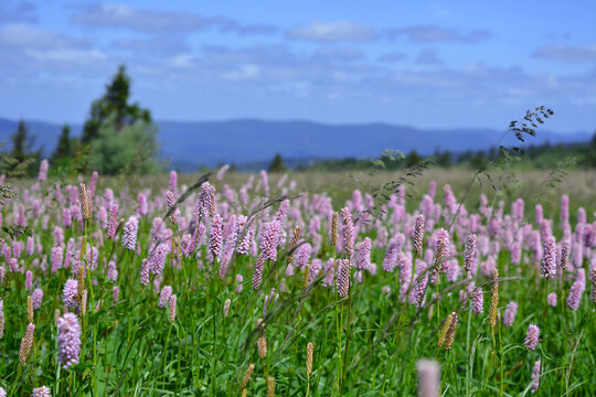 A Scenic Meadow Filled With Beautiful Pink Bistorta Officinalis Flowers Under A Bright Blue Sky