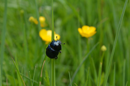 A glossy black dung beetle climbing on a green grass blade in a sunny meadow with yellow flowers
