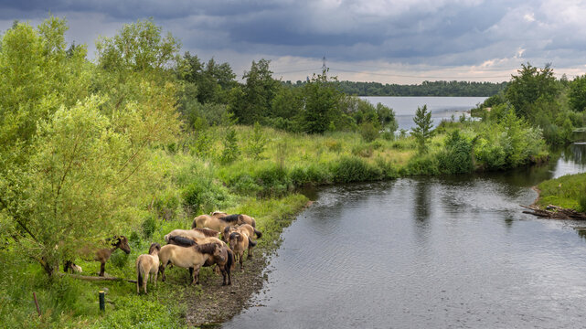 Konik horses in Molenplas protected area near Stevensweert, part of the Maas valley river park on the Netherlands Belgium border, designed for water storage and nature restoration