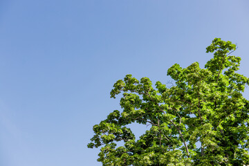 Fototapeta premium Tree canopy with lush green leaves in grebovka park, prague, creating a peaceful outdoor backdrop during summer