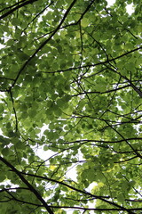 Fototapeta premium A lush canopy of green leaves filters sunlight through a dense forest tree.