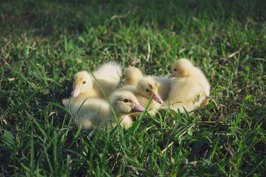 Group of cute yellow ducklings on green grass field, little newborn baby ducks playing in outdoor poultry farm plantation