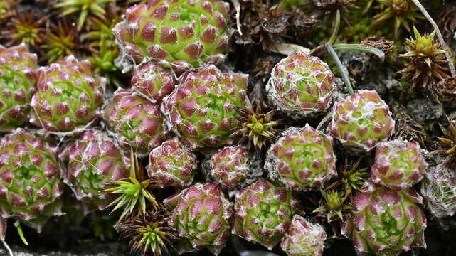 Full Frame Macro View of Sempervivum Houseleek Succulent Rosettes Clustered on a Rock