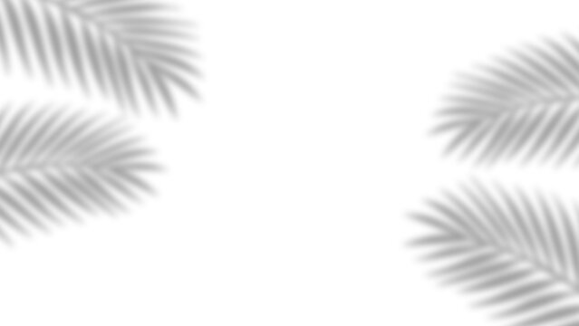Overlay shadow effect of realistic tropical palm leaves on transparent background. Black and white coconut leaf blur shadow overlay summer decorative element design. Vector illustration.