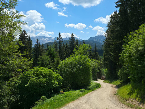 germany, scenic gamssteig trail leading through alpine meadows toward impressive mountain landscapes