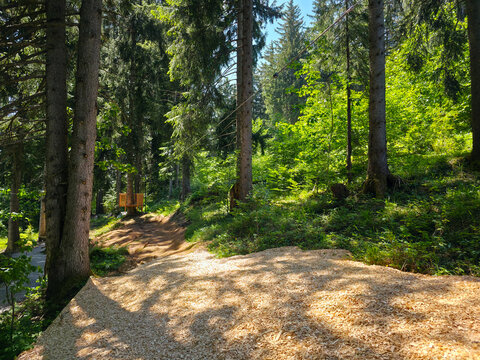 germany, charming wooden pathway through forest near seilbahn playground inviting family outdoor adventures