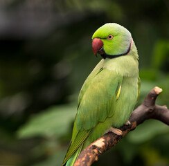 An Indian Ringneck parrot - parakeet (Psittacula krameri)  perched on a branch. On a natural green background. © Corry Anne