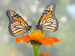 Macro of a pair of monarch butterflies (danaus plexippus) feeding on a tithonia (Mexican torch) flower. Side view on a natural mottled bokeh background. © Corry Anne