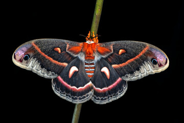 Top side of a female cecropia (hyalophora cecropia) giant silk moth - on a branch with wings spread. Top view on a black background. © Corry Anne