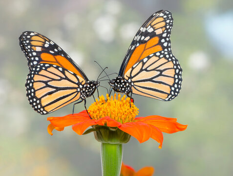 Macro of a pair of monarch butterflies (danaus plexippus) feeding on a tithonia (Mexican torch) flower. Side view on a natural mottled bokeh background.