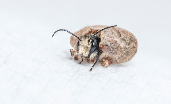 Macro of a mason bee (osmia lignaria) hatching from its cocoon - pod. On a white background. 