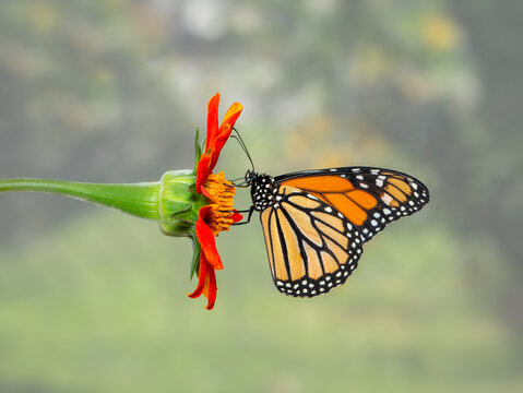 Macro of a feeding monarch butterfly (danaus plexippus) stretching its proboscis to reach the nectar in a tithonia flower (Mexican sunflower). Side view on a soft natural background.