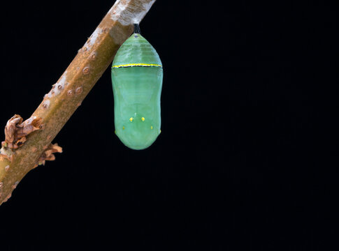 Macro of a  bright vibrant green monarch butterfly (danaus plexippus) chrysalis, hanging from a stick - on a black background.