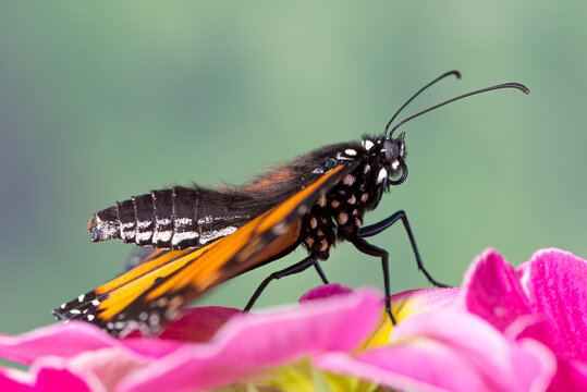 Hairy butterfly - Side view of a male monarch butterfly (danaus plexippus) showing its body and setae hair. On a green background. 