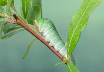 Macro of a vibrant green western tiger swallowtail (papilio rutulus) caterpillar feeding on willow. On a green background. © Corry Anne