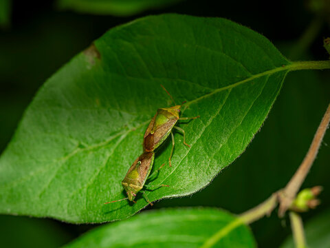 Macro close up of two brown and green shield bugs mating on a bright green leaf surface