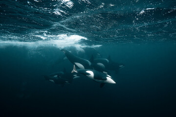 Killer whale (Orcinus orca) underwater during the annual herring migration in Norway. Shot in November in the fjords around Alta in 2025. © Kristof