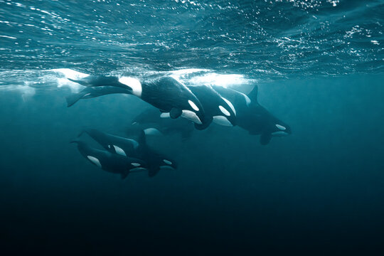 Killer whale (Orcinus orca) underwater during the annual herring migration in Norway. Shot in November in the fjords around Alta in 2025.