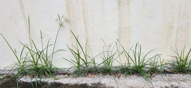 The weed Cyperus rotundus is blooming and grows alongside white walls. It's a difficult weed to eradicate, sprouting on concrete surfaces or in gardens. It grows easily and spreads very quickly. 
