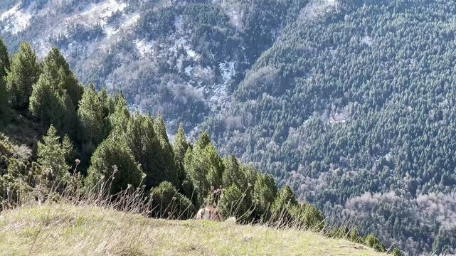 Wild mouflon grazing in the Pyrenees mountains of France