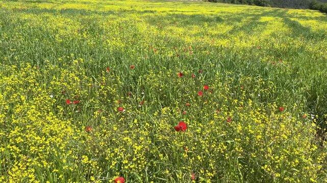 Wild red poppies and yellow flowers swaying in the wind in La Garrotxa, Spain