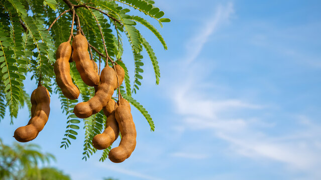 Mature Tamarind Pods Hanging on Tree Branch Against Blue Sky, Premium Tropical Fruit Agriculture Concept