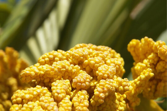 Details of a kind of fruit ( unhealthy ) of a palm specie shooted close up focused on foreground. We can see also nice defocused fronds in the back. 3x2 photography