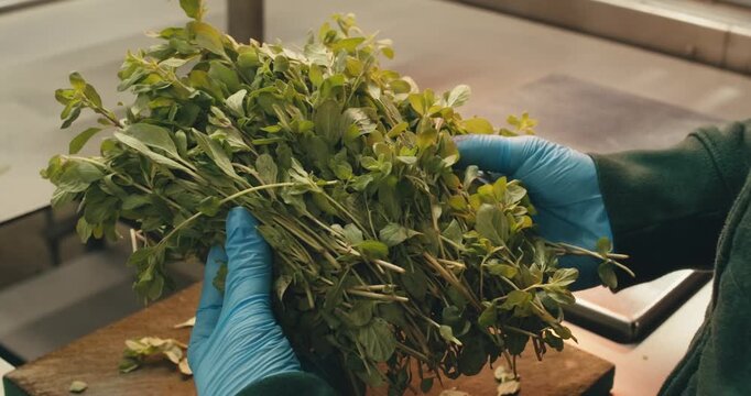 close-up marjoram in hands of worker in protective gloves. stages of work preparation for work at plant herbs spices. large-scale production of processing fresh greens herbs for sale packaging sorting
