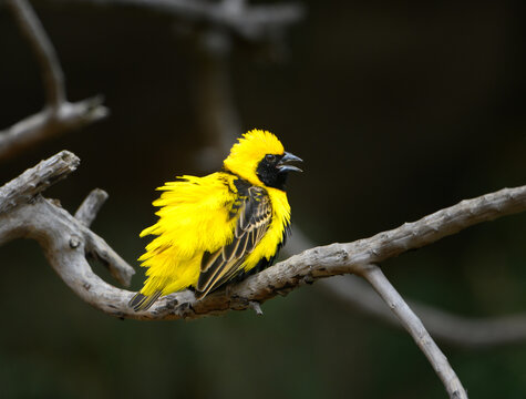 Fluffed up yellow crowned bishop sitting on a branch