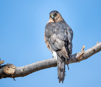 Young coopers hawk sitting in a tree looking back