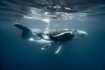 Obraz premium Humpback whale (Megaptera novaeangliae) underwater during the annual Sardine Run in South Africa on the Wild Coast in the Indian Ocean. Migration from Antarctica to Mozambique. 