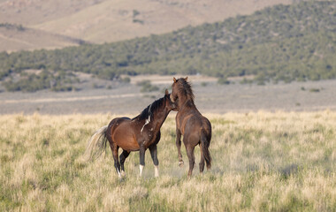 Obraz premium Wild Horse Stallions Sparring in the Utah Desert in Springtime