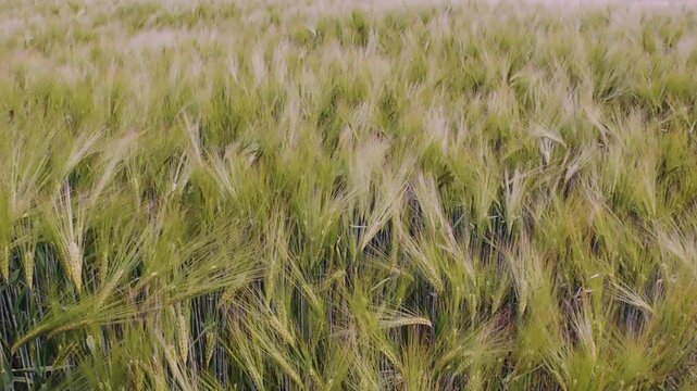 Impressionistic landscape captures harvest excitement, Autumn winds animate fields of ripening barley with energy