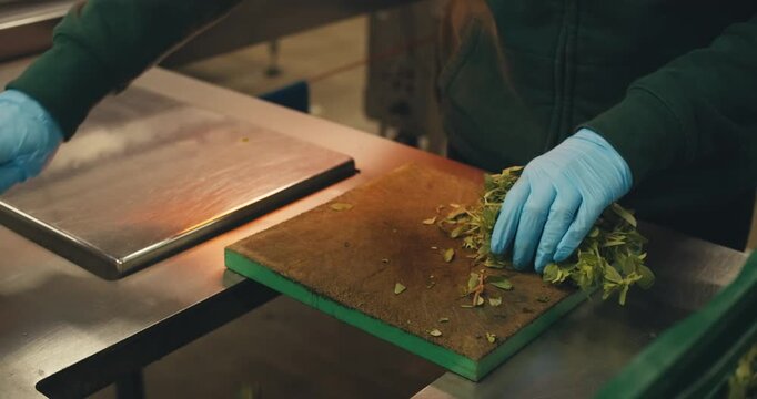 close-up marjoram in hands of worker in protective gloves. stages of work preparation for work at plant herbs spices. large-scale production of processing fresh greens herbs for sale packaging sorting