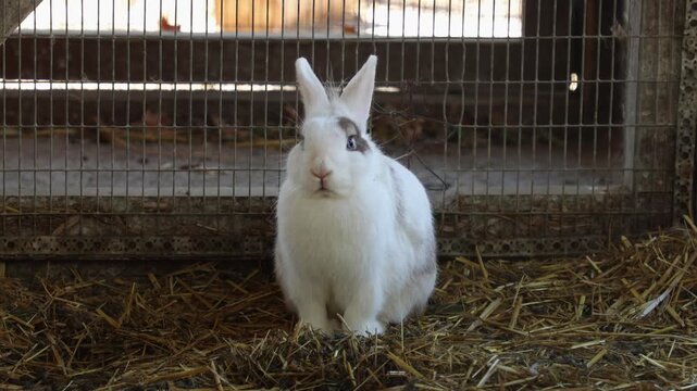 Cute fluffy rabbits in the aviary. White decorative farm rabbit. Breeding of farm animals and care in zoos