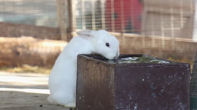 Wide shot white decorative rabbit drinks water from a drinking bowl. Zoo and rabbit farm