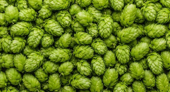 Closeup shot of fresh green hops