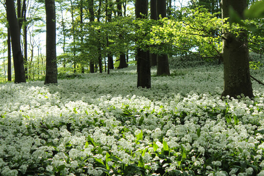 Wald mit B&auml;rlauchbl&uuml;ten